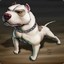 [Dk]Perrito Pitbull!