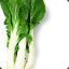 BokChoy