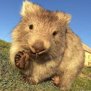 Wombat Wrecker