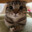Meow