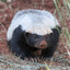 Radger Badger