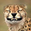 smiley cat
