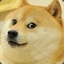 Doge_knows