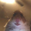 Faze_Hampster