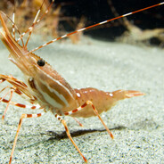 креветка даминат