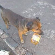 Doguitú