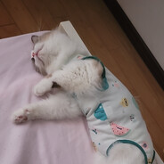 翻斗花园第一爆破手牛