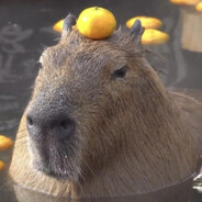 Capibara
