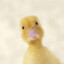 Ducky