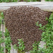 a bee hive