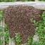 a bee hive