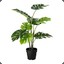 Potted Plant