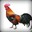 Roosted_G