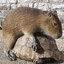 capybarafan