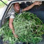 Dr. Cannabis Sativa