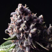 Мужской эскорт