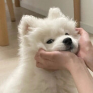 笨蛋小狗醉酒叮叮车