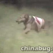 哮天犬