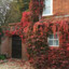 Parthenocissus