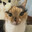 gatosgratis