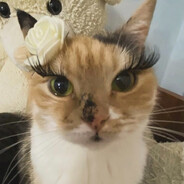 gatosgratis