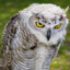 Judgmental Owl