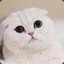 Scottish Fold