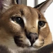 the_notorious_floppa - steam id 76561199191304607