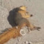 Goon Squirrel Nut Rot
