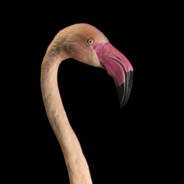 OverTurnedFlamingo