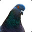 OverPigeon