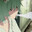 lattykk_ment