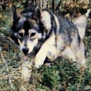 iStick - steam id 76561198311113436