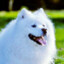 Samoyed