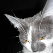 данил колбасенко