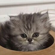 злая_зая’s Steam avatar