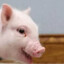 Chris P. Bacon