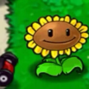 подсолнух обыкно