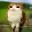 meowl avatar