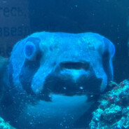 Z10b1n - steam id 76561199478401720