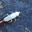 Cucaracha Exoskeleton