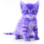 BOT Meow