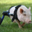 Chris P. Bacon