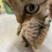 денис соска