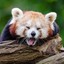 __Red Panda__