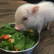 我得牛子好嗦嘛~用力嗦它