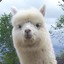 Alpaca