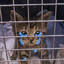 Free The CAT!!!