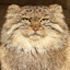 Wildkatze