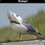 Sharkgull